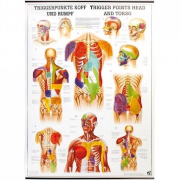 Anatomische Lehrtafeln